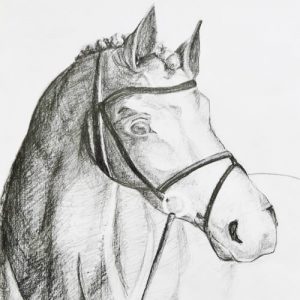 Ló rajzolása grafittal