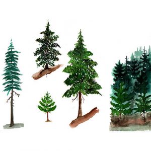 Fenyőtanulmányok akvarellel