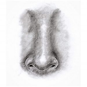 Orr rajzolás grafittal