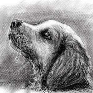 Kutyaportré grafittal
